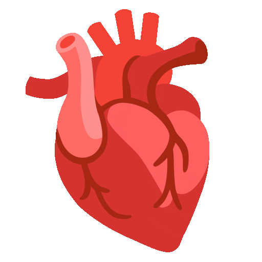 Anatomical Heart