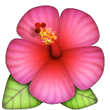 Hibisco
