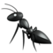 Ant