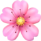 Cherry Blossom