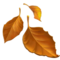 Fallen Leaf