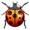Lady Beetle