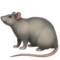 Rat