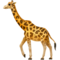 Zürafa Zürafa