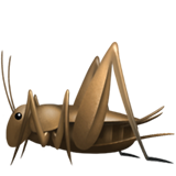 Cricket