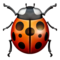 Lady Beetle