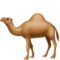 Dromedar