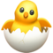 Schlüpfendes Küken