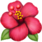 Hibiskus