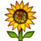 Ayçiçeği