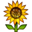 Ayçiçeği Ayçiçeği
