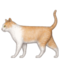 Gato
