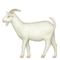 Cabra