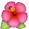 Hibisco