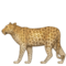Leopardo