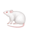 Camundongo