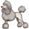Poodle