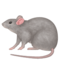 Rato