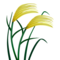 Planta De Arroz