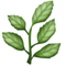 Erva