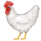 Galo
