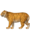 Tigre