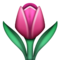 Tulipa