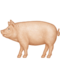Domuz
