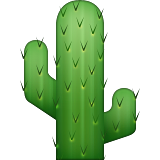 Kaktüs