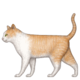 Kedi