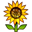 Ayçiçeği