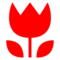 Tulipán