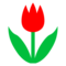 Tulip