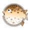 Blåsfisk