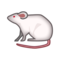 Mus