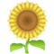 Solros