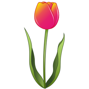 Tulpan