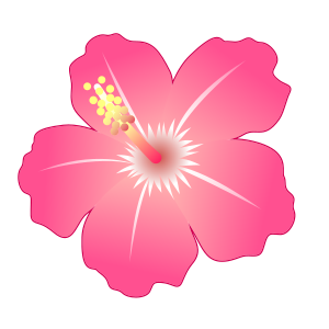 Hibiskus