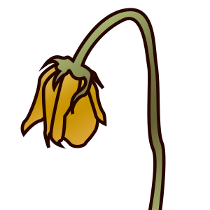 Vissnad blomma