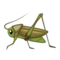 Syrsa
