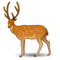 Hjort