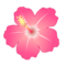Hibiskus