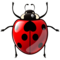 Nyckelpiga