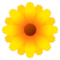 Blossom