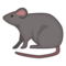 Rat