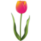 Tulip