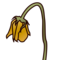 Wilted Flower