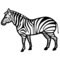 Zebra