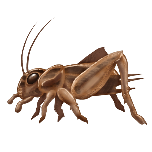 Cricket