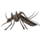 Mosquito